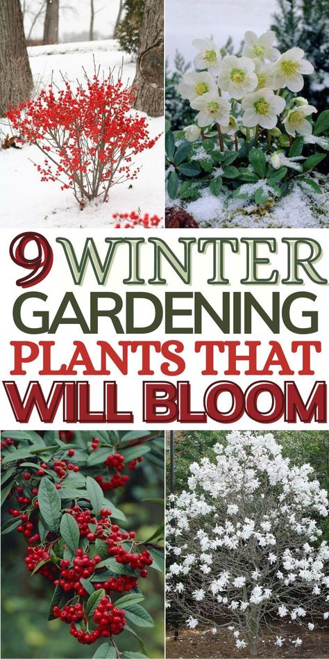 Winter Flowers Garden, Winter Gardening, Gardening Plants, Winter Plants, Garden Yard Ideas, Winter Flowers, Flowers Wallpaper, Landscaping Plants, Garden Cottage