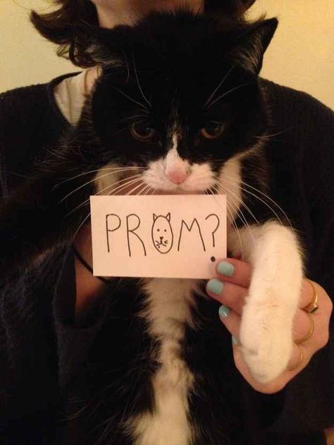 Ideas Cat Promposal Ideas, Cat Promposal, Musical Outfit Ideas, Cute Prom Ideas, Ask To Prom, Hoco Posters, Cute Promposals, Prom Video, Promposal Ideas