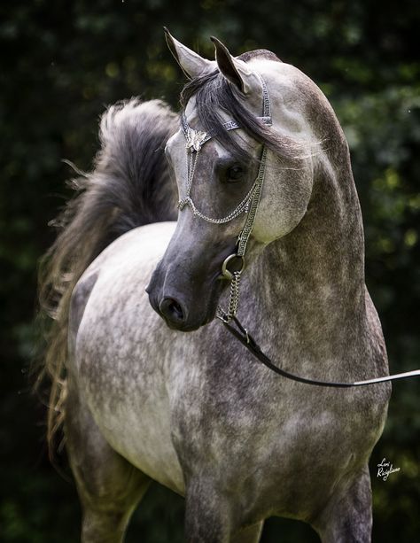 Siraj Ibn Mishaal LDA (US) 2010 Grey Straight Egyptian Arabian stallion. Description from pinterest.com. I searched for this on bing.com/images Dapple Grey Horses, Egyptian Arabian Horses, Beautiful Arabian Horses, Most Beautiful Horses, Grey Horse, Most Beautiful Animals, Majestic Horse, All The Pretty Horses, Horse Equestrian