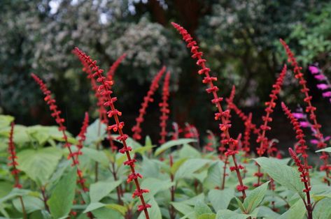 Salvia confertiflora – Maryflower Salvia Confertiflora, Dark Green Leaves, Mid Summer, To Autumn, Flower Spike, Herbaceous Perennials, Red Flowers, Green Leaves, Garden Plants