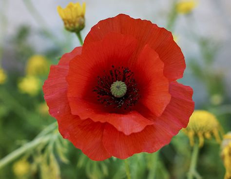 Remembrance Day Poppies, California Poppy Flower, Remembrance Day Poppy, Reference Photos For Artists, Watercolor Projects, California Poppy, Red Poppy, Remembrance Day, Poppy Flower