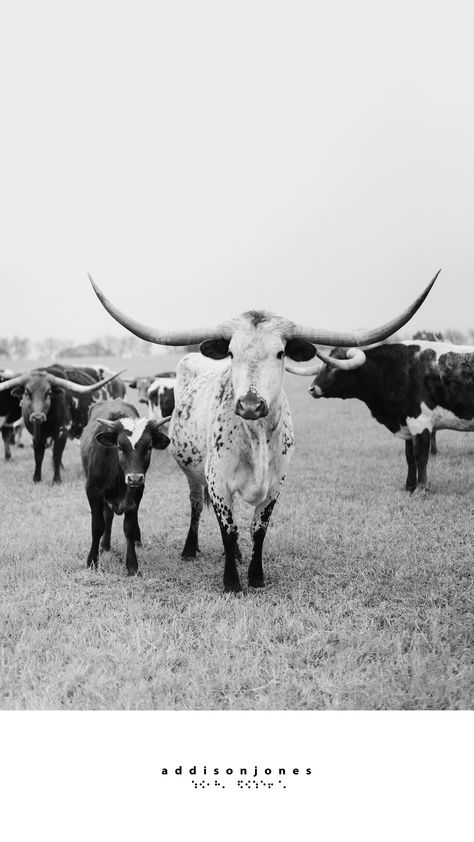 "Shades of Shiloh," a piece of Texas longhorn wall art, was part of a photography landscape series depicting longhorns shot in Texas. This hand-signed longhorn photograph comes with a certificate of authenticity and is part of a limited edition. Longhorn Art, Cow Wallpaper, Country Backgrounds, Western Photography, Western Wallpaper Iphone, Fluffy Cows, Cow Pictures, Texas Longhorn