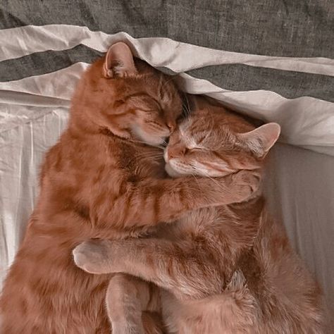 Cat Aestethic, Aesthetic Cat Pictures, Cats Astethic, Hugging Cats, Cats Hugging, Rich Cat, Cats Cuddling, Animals Aesthetic, Money Cat