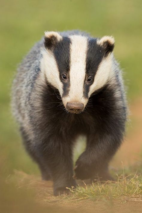 Badger Images, Honey Badger, Interesting Animals, Ceramics Pottery Art, Weird Animals, Art Studies, Spirit Animal, Badger, Drawing Reference