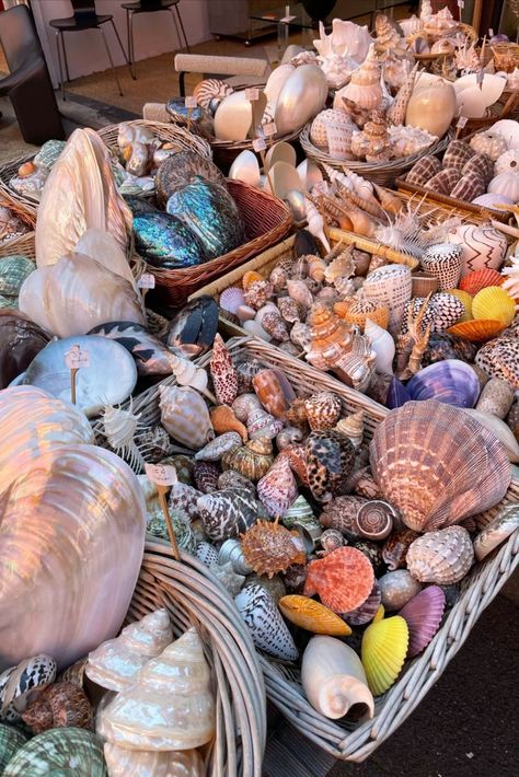 Seashell Collection, Beachy Aesthetic, Mermaid Aesthetic, Shell Collection, She Sells Seashells, Summer Fun List, Ocean Vibes, Rooms To Go, Summer Bucket Lists