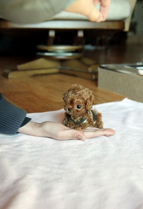 baby poodle :) Teacup Animals, Teacup Poodle Puppies, Teacup Poodle, Tea Cup Poodle, Tiny Puppies, Teacup Puppies, Yorkie Puppy, Poodle Puppy, Baby Animals Funny