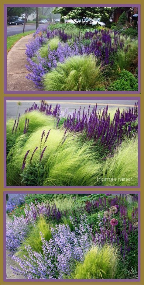 Ornamental Grass Landscape, Landscape Ideas Front Yard Curb Appeal, Florida Landscape, Landscape Nursery, Funny Vine, Front Yards Curb Appeal, Landscaping Florida, Grasses Landscaping, Walled Garden