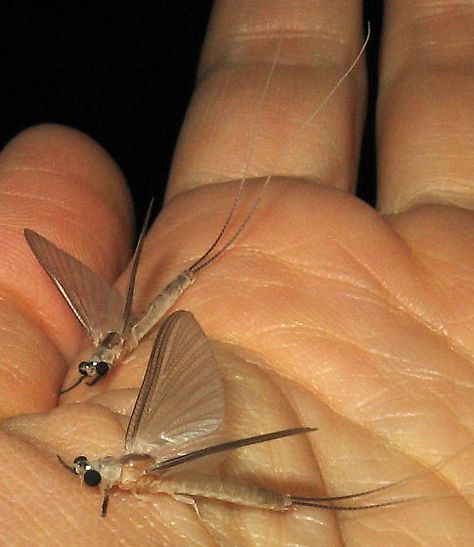 Ephoron leukon - male aka White fly. Note the two long tails. Aquatic Macroinvertebrates, Best Fishing Knot, Aquatic Insects, Susquehanna River, Mayfly, White Flies, Fish Food, River Bank, Arthropods