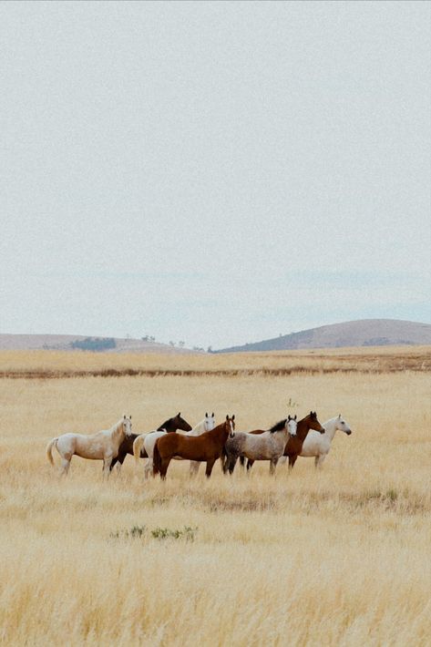 Wallpaper Horse, Montana Nature, Montana Travel, Cowboy Aesthetic, Western Photography, Scenery Landscape, Horse Wallpaper, Horse Aesthetic, Western Aesthetic