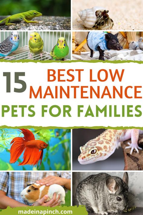 Fun Pets To Own, Pets To Have, Best Pets For Apartments, Low Maintenance Pets For Adults, Best Pets To Have, Easy Pets To Take Care Of, Pets To Get, Small Pets To Own, Good Pets For Kids