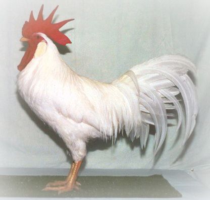 leghorn_header Leghorn Chicken, Leghorn Rooster, Best Laying Chickens, Leghorn Chickens, Laying Chickens Breeds, Laying Chickens, Best Egg Laying Chickens, Egg Laying Chickens, Types Of Chickens