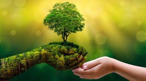 Nature-based solutions provide cost-effective strategy to meet key economic development goals while conserving nature | The Indian Express Growing Seedlings, Forest Conservation, Save Trees, Wild Forest, Environment Day, World Environment Day, Rainwater Harvesting, Nature Inspired Design, Save Earth