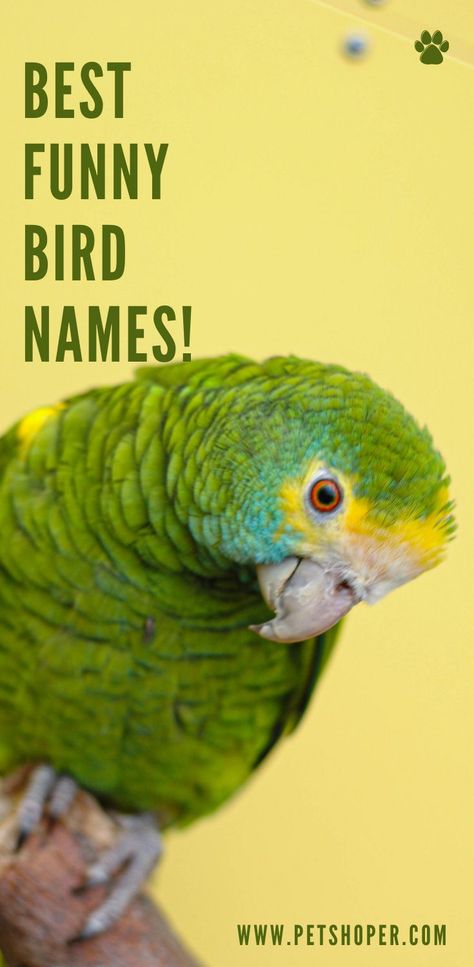 Best Funny Bird Names Billy, Tiki, Lucky, Tweety, Meryl, Cheep, Bubba, Ash, Chick, Jagger, Bobo, Spike.... #BestBirdNames #FunnyBirdNames #FunnyBirdNamesList #FunnyBirdNamesMale #FunnyBirdNamesFemale #BirdNames #ParrotNames #TopFunnyBirdNames Green Bird Names Ideas, Names For Parrots, Bird Names Ideas, Pet Bird Names, Funny Boy Names, Budgie Names, Birds Name List, Parakeet Names, Pun Names