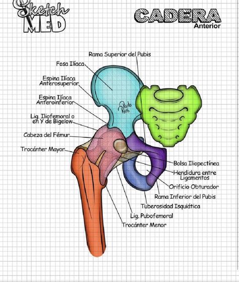 Pelvis Bone Anatomy, Anatomy Bones, Medical School Life, Medicine Notes, Basic Anatomy And Physiology, Nurse Study Notes, Medical Videos, Biology Facts, Human Body Anatomy