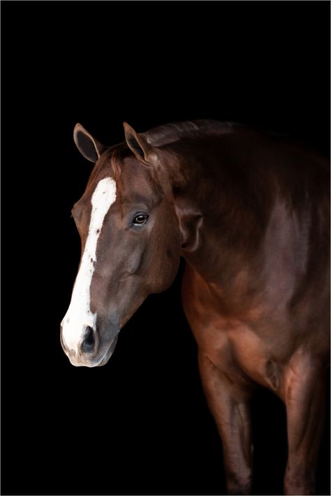 Equine Photography Black Background, Horse Photo Black Background, Horse Black Background Photography, Horse Face Photography, Liver Chestnut Horse, Horse Head Photography, Horse Black Background, Horse Art Photography, Horse Portrait Photography