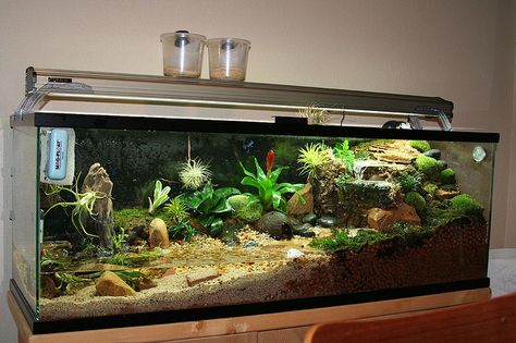 this one is suuper cool Half Aquarium Half Terrarium, Semi Aquatic Terrarium, Spotted Turtle Tank, Crab Terrarium, Turtle Tank Setup, Terrarium Design, Turtle Terrarium, Frog Habitat, Frog Terrarium