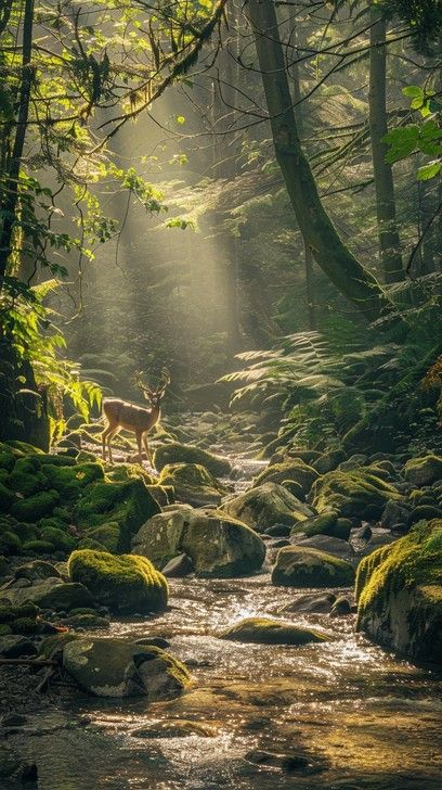 Living In A Forest, Moss Covered Rocks, Forestcore Wallpaper, White Silver Living Room, Silver Living Room Ideas, Forest Tribe, Forest Living Room, Moss Aesthetic, Woodland Aesthetic