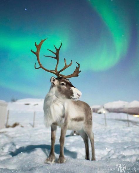 . Photo by @adphotography2410  Reindeer under the northern lights.#wild #natire #wildlife #norway #reindeer #mynorway  #northernlights Northern Lights Norway, Winter Animals, The Northern Lights, Wildlife Animals, Wild Life, Aurora Borealis, Beautiful Creatures, The Snow, Animal Kingdom