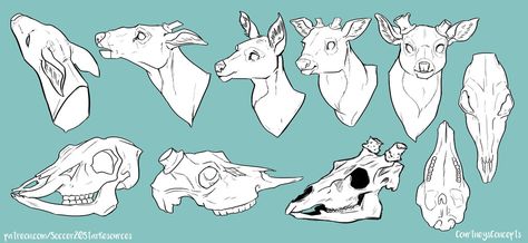 Deer Skull Drawing, Skull Reference, Sketch Free, Deer Drawing, Deer Skull, Deer Art, Deer Skulls, Skull Drawing, A Deer