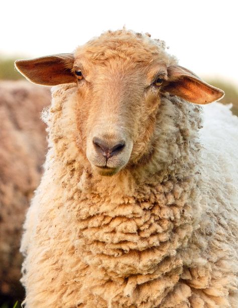 Daily Dose - July 29, 2020 - Sheep Gent - Tunis Sheep2020©Barbara O'Brien Photography - All Rights Reserved#originalphotography #sheep #tunis #livestock #farm #pets#petphotography #farmphotography #sheepgent Sheep Front View, Farm Animal Photography, Pictures Of Sheep, Tunis Sheep, Sheep Reference, Sheep Photography, Sheep Photos, Sheep Pictures, Farm Pets