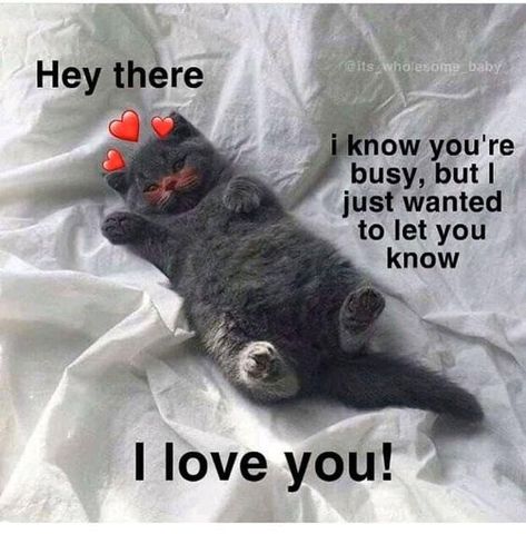 so cute.. Cute Animal Memes, Silly Cats Pictures, Cute Texts For Him, Life Quotes Pictures, Cute Messages, Love My Boyfriend, Silly Animals, Cute Memes, Love Memes