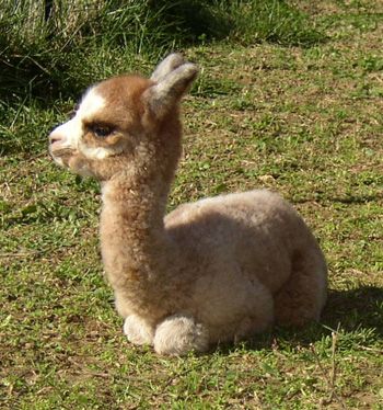 Llama Pictures, Baby Llama, Cute Alpaca, Baby Animals Funny, Cute Animal Pictures, Baby Alpaca, Animal Tattoos, An Animal, 귀여운 동물