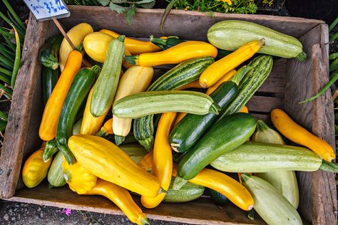 Provided that a few important cultural needs are met, summer squash and zucchini can be among the most rewarding of garden vegetables. When harvested religiously while fruits are small, zucchini can be so productive over such a long period of time that when faced with yet another round of new fruits for harvest, some gardeners … Zucchini Storage, Crookneck Squash, Growing Squash, Summer Squash Recipes, Squash Plant, Squash Varieties, Frozen Summer, Squash Seeds, Root Cellar