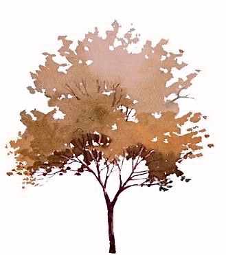 Architectural Trees, Landscape Architecture Graphics, Tree Photoshop, Tree Plan, Tree Textures, Watercolor Elements, Tree Sketches, Watercolor Tree, Architecture Graphics