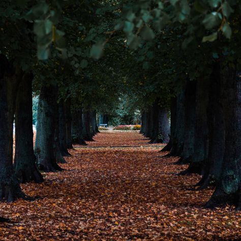 Symmetrical Trees by James Falloon Symmetrical Photography, Love Portrait, Photography Composition, Photo Elements, Poster Photography, Rule Of Thirds, Close Up Photography, Composition Photography, Website Backgrounds