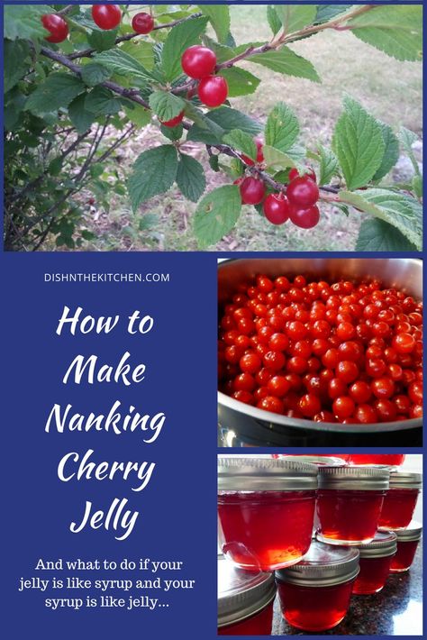 How to Make Nanking Cherry Jelly and what to do if it doesn't work the first time #nankingcherries #preserving #jellymaking #nankingcherryjelly #seasonal Nanking Cherry Recipes, Tart Cherry Jelly Recipe, Cherry Jelly Recipe, Canning Sweet Cherries, Cherry Preserves Recipe Canning, Sour Cherry Jelly From Juice, Cherry Jelly Recipes, Nanking Cherry, Nanking Cherry Jelly