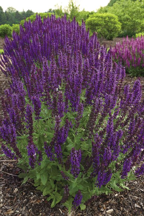 May Night Salvia, Garden Tools Design, Meadow Sage, Flower Trees, Trees Landscape, Sun Perennials, Fine Gardening, Landscape Garden, Master Gardener