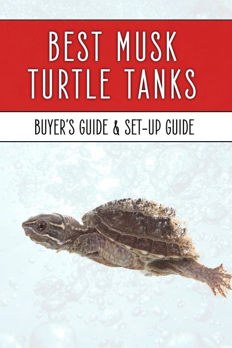 Musk turtle tanks need to tick an awful lot of boxes - so which tanks are best for these amazing little reptiles? Find out in this detailed buyer's guide for pet owners. Musk Turtle Tank, Musk Turtle Tank Ideas, Pet Turtle Care, Turtle Cage, Musk Turtle, Turtle Tank Setup, Turtle Enclosure, Turtle Terrarium, Turtle Care