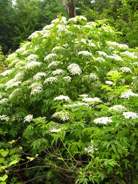 Sambucus canadensis or elderberry has a pretty only white umbrella like flower in the summer. This is a zone 4 and is a medium size shrub that stands at about 5-12 feet high and wide. Sambucus Canadensis, Elderberry Shrub, Garden Core, Forest Gardens, Black Elderberry, Hillside Garden, Purple Fruit, White Umbrella, Planting Shrubs