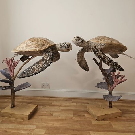 (2) Facebook Josh Gluckstein, Cardboard Sea Creatures, Cardboard Relief, Cardboard Sculptures, Cardboard Art Sculpture, Noah's Arc, Welsh Coast, Turtle Sculpture, Paper Art Sculpture