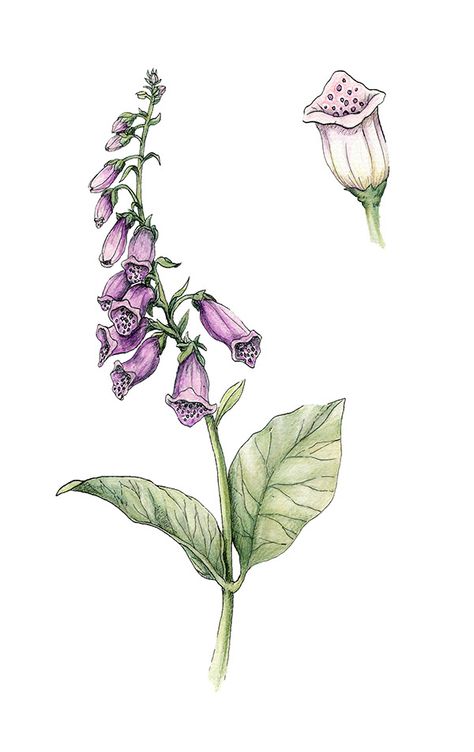 Deadly Plants on Behance Deadly Nightshade Flower Drawing, Deadly Flower Tattoo, Foxglove Drawing, Foxglove Art, Foxglove Illustration, Foxglove Tattoo, Poison Path, Deadly Flowers, Belladonna Flower