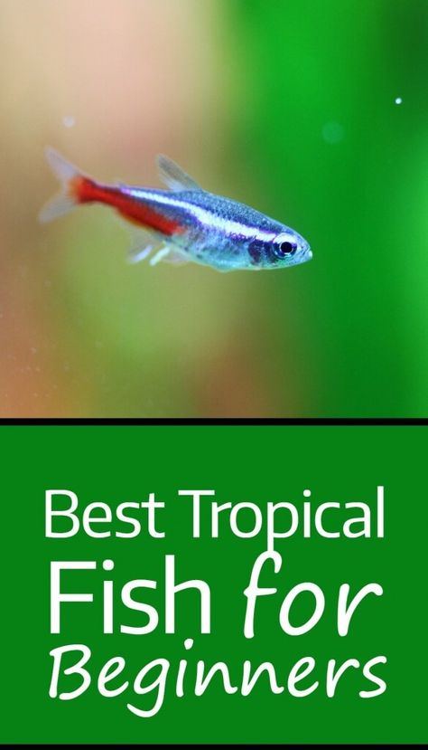 Looking for the best tropical fish for beginners? Here's a list of some of the very best pet fish for your aquarium. Fish For Beginners, Tropical Fish Tank, Tropical Fish Tanks, Tropical Freshwater Fish, Fishing For Beginners, Dog Games, Dog Diet, Pet Fish, Aquarium Fish Tank