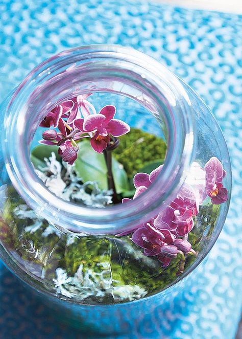 Diy Orchids, Willow Crossley, Orchid Terrarium, Plant Display Ideas, Orchid Flower Arrangements, Diy Succulent Terrarium, Small Terrarium, Orchid Centerpieces, Orchid Wedding