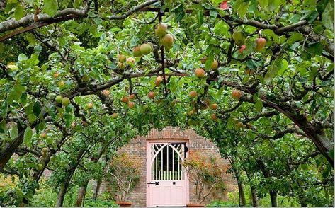 Share photos of your dream orchard or just examples of beautiful and functional trees - Pictures! - Growing Fruit Highgrove Garden, Terrace Roof, Rock Yard, Espalier Fruit Trees, Orchard Design, Small Backyards, Orchard Garden, Tree Tunnel, Pergola Ideas