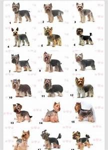 Yorkie Cut, Yorkie Puppy Cut, Yorkie Puppy Care, Yorkshire Terrier Grooming, Yorkie Cuts, Yorkie Hairstyles, Puppy Haircut, Yorkie Haircuts, Yorkshire Terrier Teacup