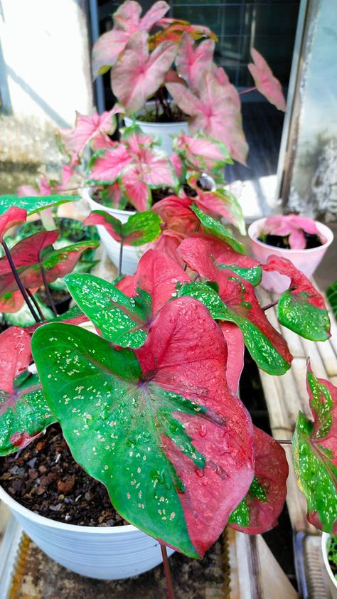 How to Grow Heart of Jesus Plant Heart Of Jesus Plant, Strings Of Heart Plant, Purple Heart Plant Indoor, Strawberry Star Caladium, Heart Shaped Leaf Plant, Insecticidal Soap, Plant Growing, Fertilizer For Plants, Top Soil