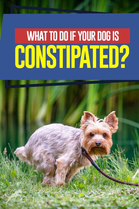 Constipation Relief For Dogs, Dog Constipation Remedies, Constipated Dog, Meds For Dogs, Dog Remedies, House Training Dogs, Dog Food Brands, Best Dog Training, Yorkie Dogs