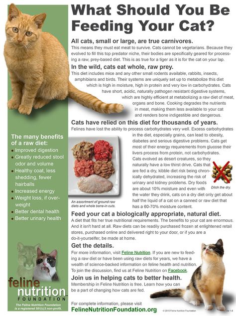 Raw Cat Food Recipes, Homemade Cat Food, Cat Diet, Cat Nutrition, Homemade Cat, Healthy Cat, Cat Care Tips, Kitten Care, Animal Nutrition