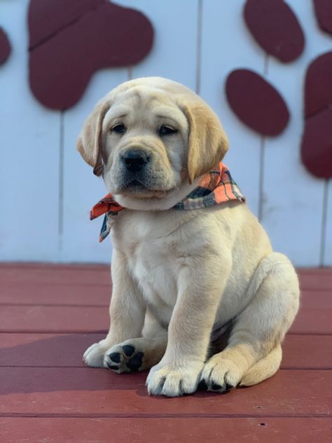 Dogs Labrador Retriever, Labrador Puppies, English Lab Puppies, Cute Labrador Puppies, Puppy Labrador Black, Yellow Labrador Puppy, Yellow Lab Puppy, Working Labrador Retriever, English Labrador