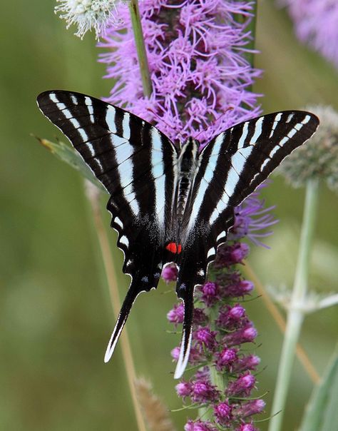 Zebra Swallowtail (Eurytides marcellus) Swallowtail Tattoo, Zebra Swallowtail Butterfly, Zebra Swallowtail, Cool Insects, Moth Caterpillar, Swallowtail Butterfly, Butterfly Photos, Butterflies Flying, Beautiful Bugs