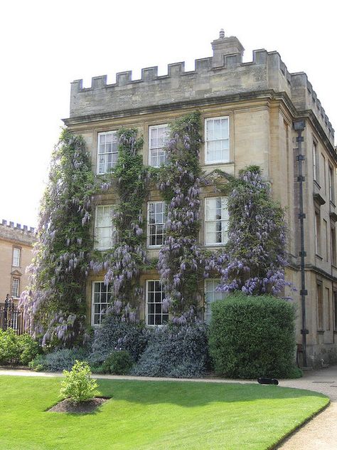 wisteria on facade of house Wisteria Vines, Wisteria Tree, Climbing Vines, Patio And Garden, Amazing Pictures, Plant Species, Blue Hydrangea, Menorca, Wisteria