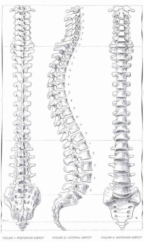 Back Bone Drawing, Skeleton Spine Drawing, Spine Drawing Sketches, Skeleton Spine, Spine Drawing, Skeleton Reference, Spine Art, Human Skeleton Anatomy, Anatomy Bones