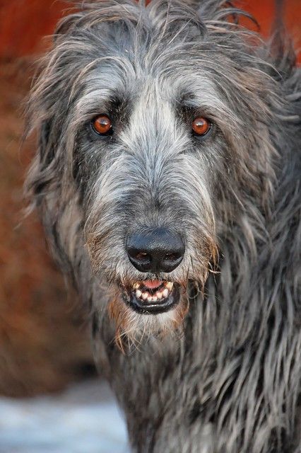 Irish Wolfhound Puppies, Irish Wolfhound Dogs, Wolfhound Dog, Regard Animal, Shaggy Dog, Scottish Deerhound, Irish Wolfhounds, Irish Wolfhound, Size Matters