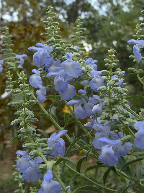 Salvia Aesthetic, Salvia Azurea, Salvia Blue, Blue Salvia, Purple Flowers Garden, Sage Plant, Planting Tips, Native Plant Gardening, Organic Mulch