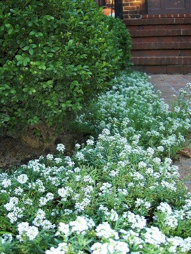 alyssum Allysum Flowers, Alyssum Flowers, Front Porch Flowers, Porch Plants, Porch Flowers, Cut Flower Garden, Moon Garden, Ground Cover Plants, White Gardens