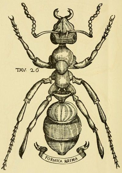 Insect Anatomy, Ant Tattoo, Note Cards Handmade, Strange Events, Science Illustration, Bug Art, Insect Art, Arthropods, Scientific Illustration